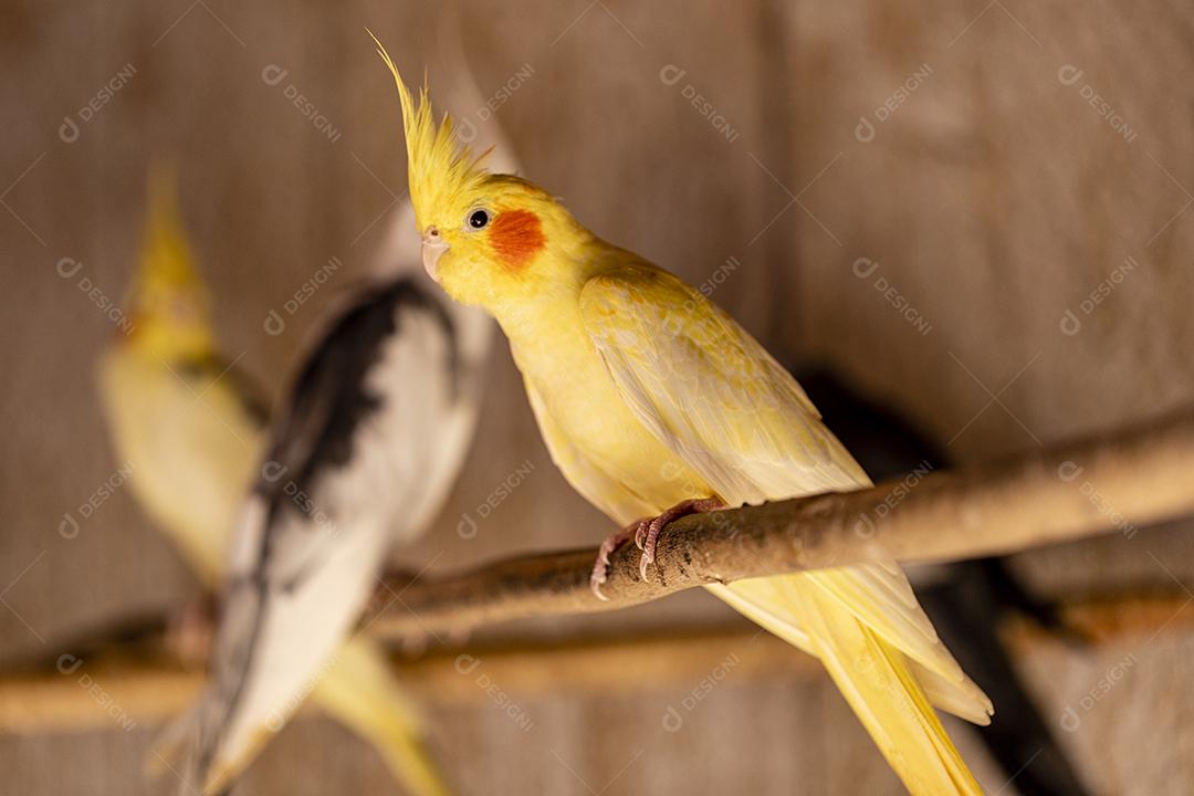 Fotos A calopsita (Nymphicus hollandicus), também conhecida pássaro weiro, ou quarrion