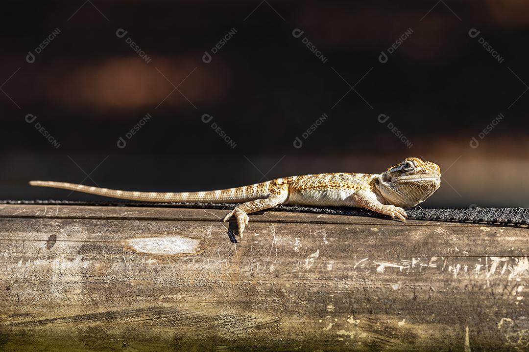 Feche em pogona tomando banho de sol, lindo animal Imagem JPG