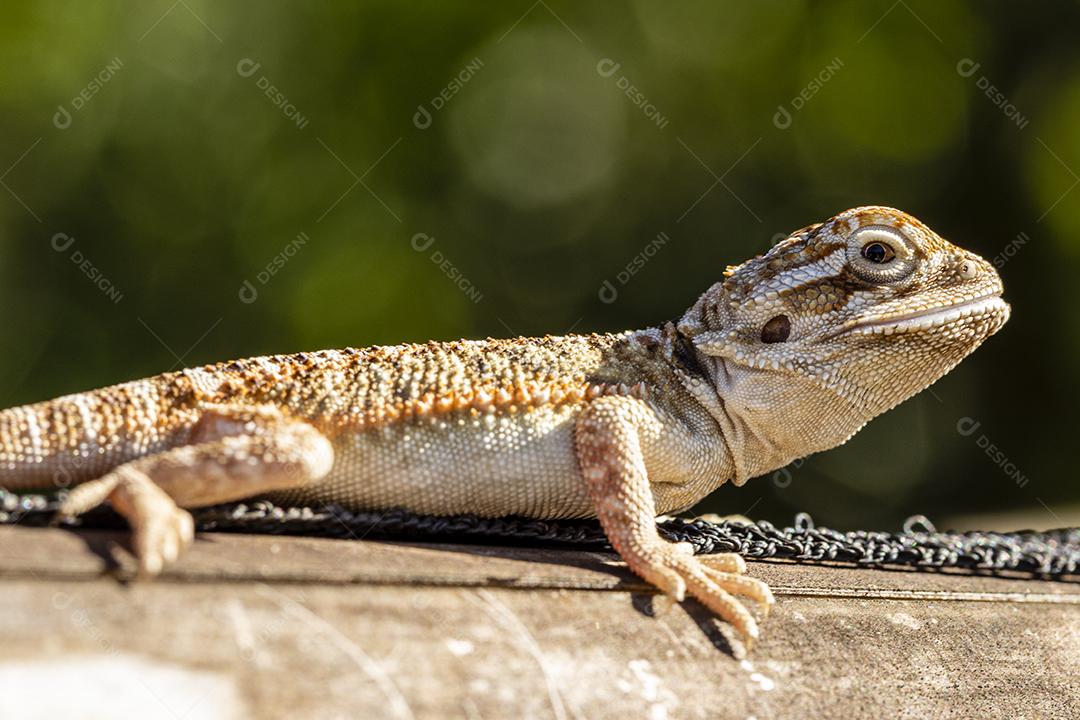 Feche em pogona tomando banho de sol, lindo animal Imagem JPG