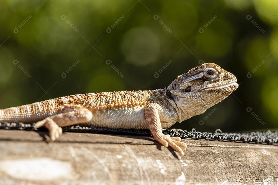 Feche em pogona tomando banho de sol, lindo animal Imagem JPG