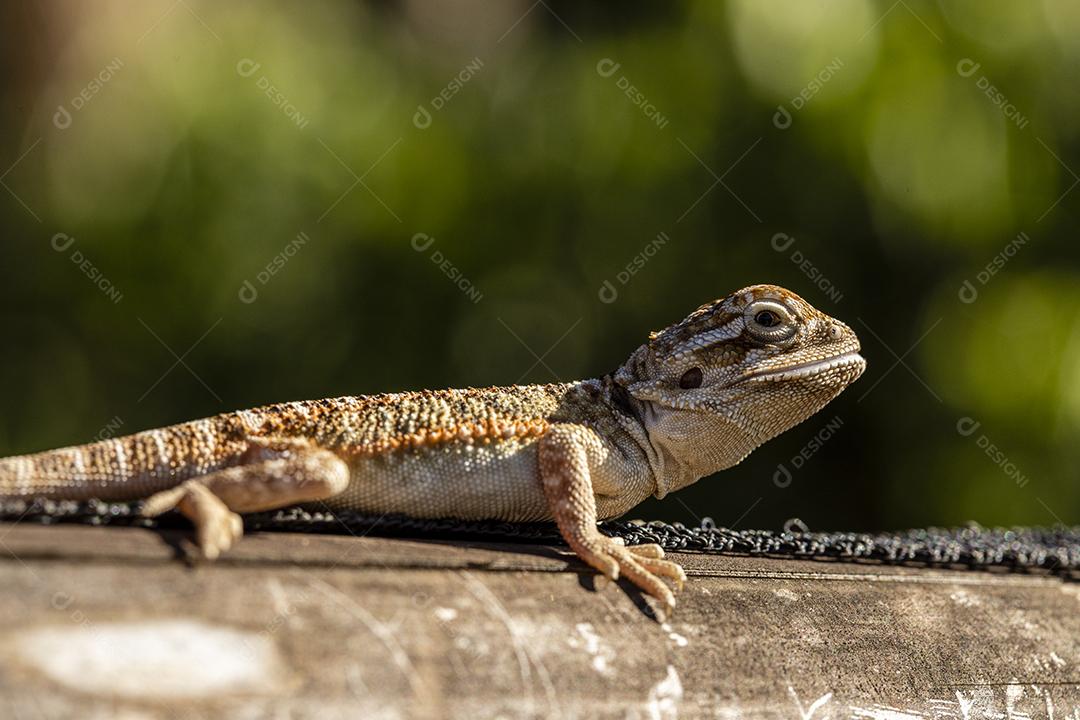 Feche em pogona tomando banho de sol, lindo animal Imagem JPG