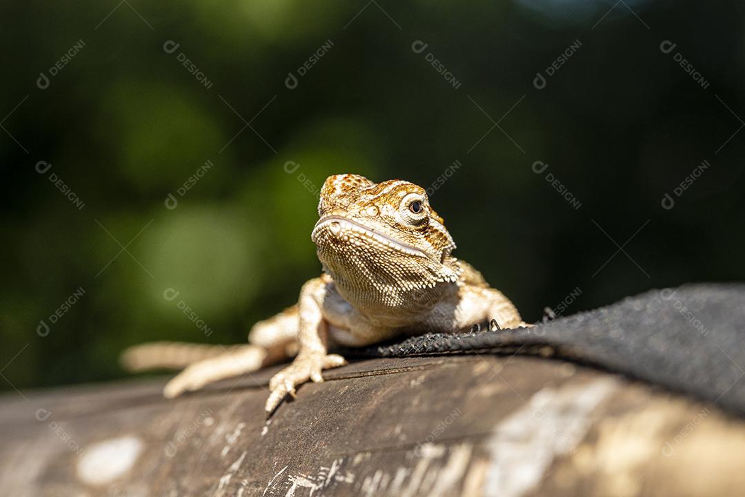 Close up on pogona sunbathing, cute animal Image JPG