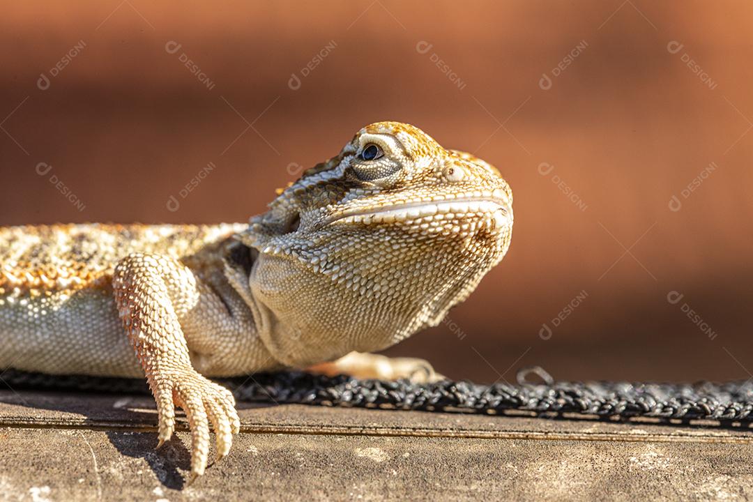Feche em pogona tomando banho de sol, lindo animal Imagem JPG