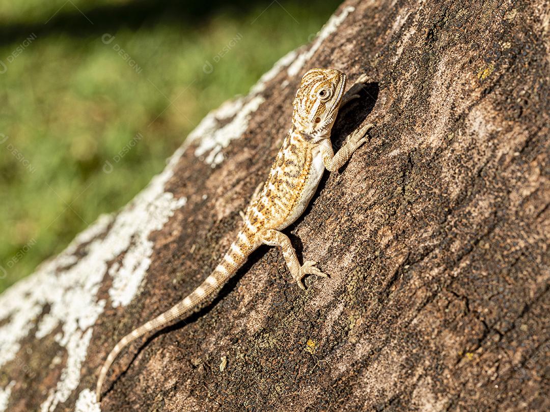 Feche em pogona tomando banho de sol, lindo animal Imagem JPG