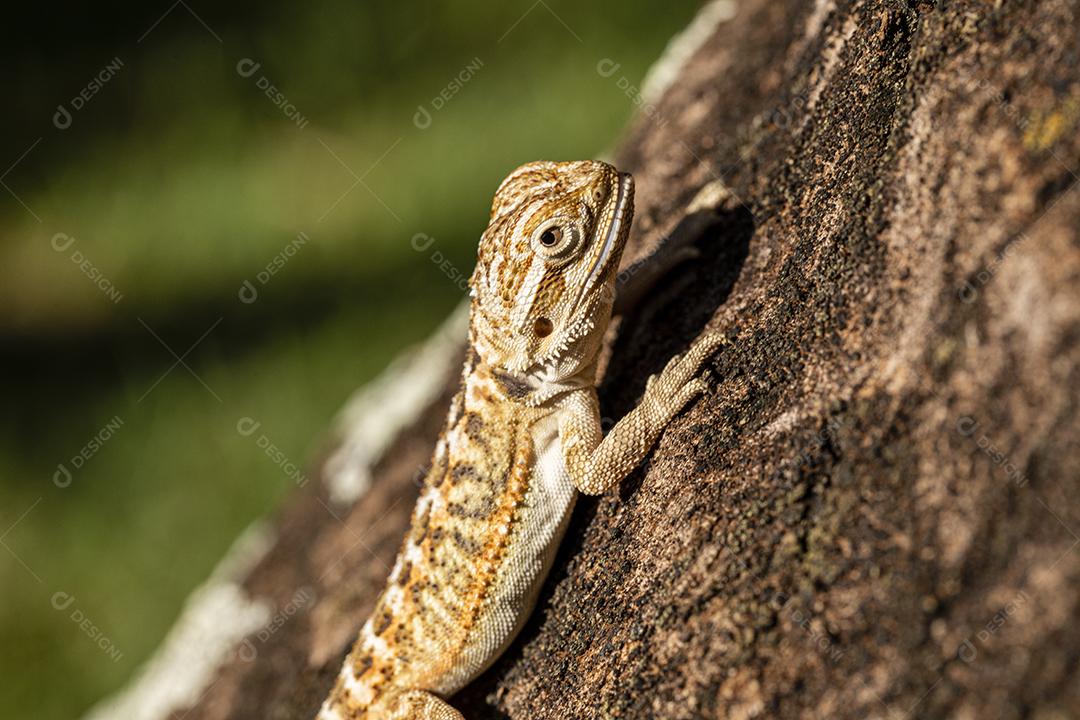 Feche em pogona tomando banho de sol, lindo animal Imagem JPG