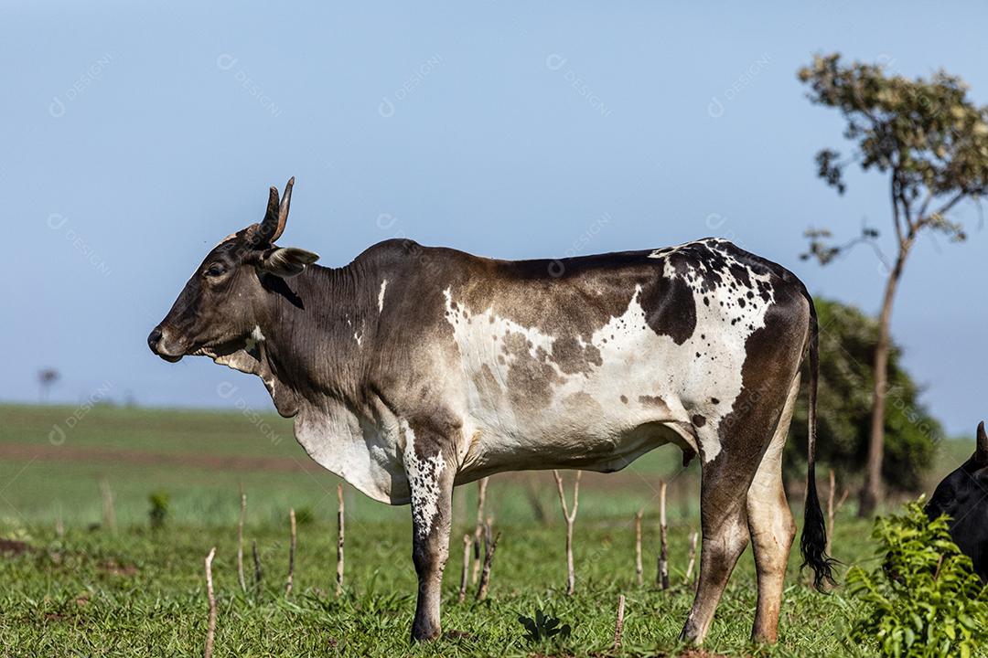 Portrait of an ox confined in the stable on the auction stand Image JPG