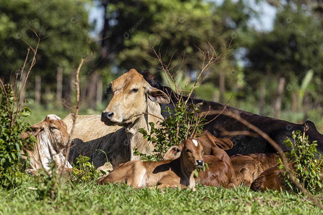 Retrato de um boi confinado no estábulo da banca do leilão Imagem JPG