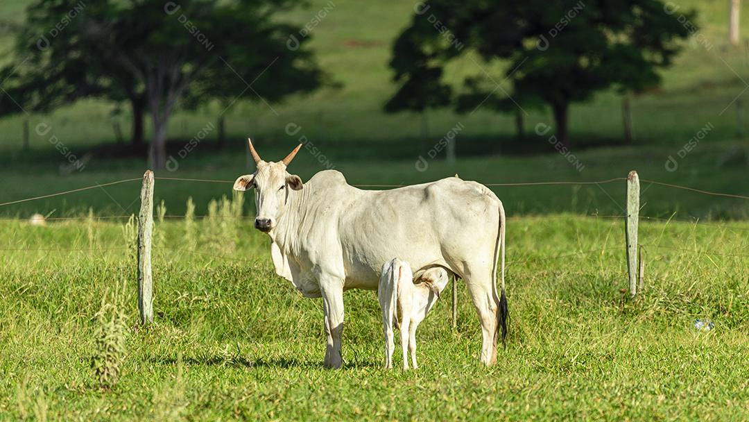 Vaca amamentando bezerro no gramado em um dia ensolarado Imagem JPG