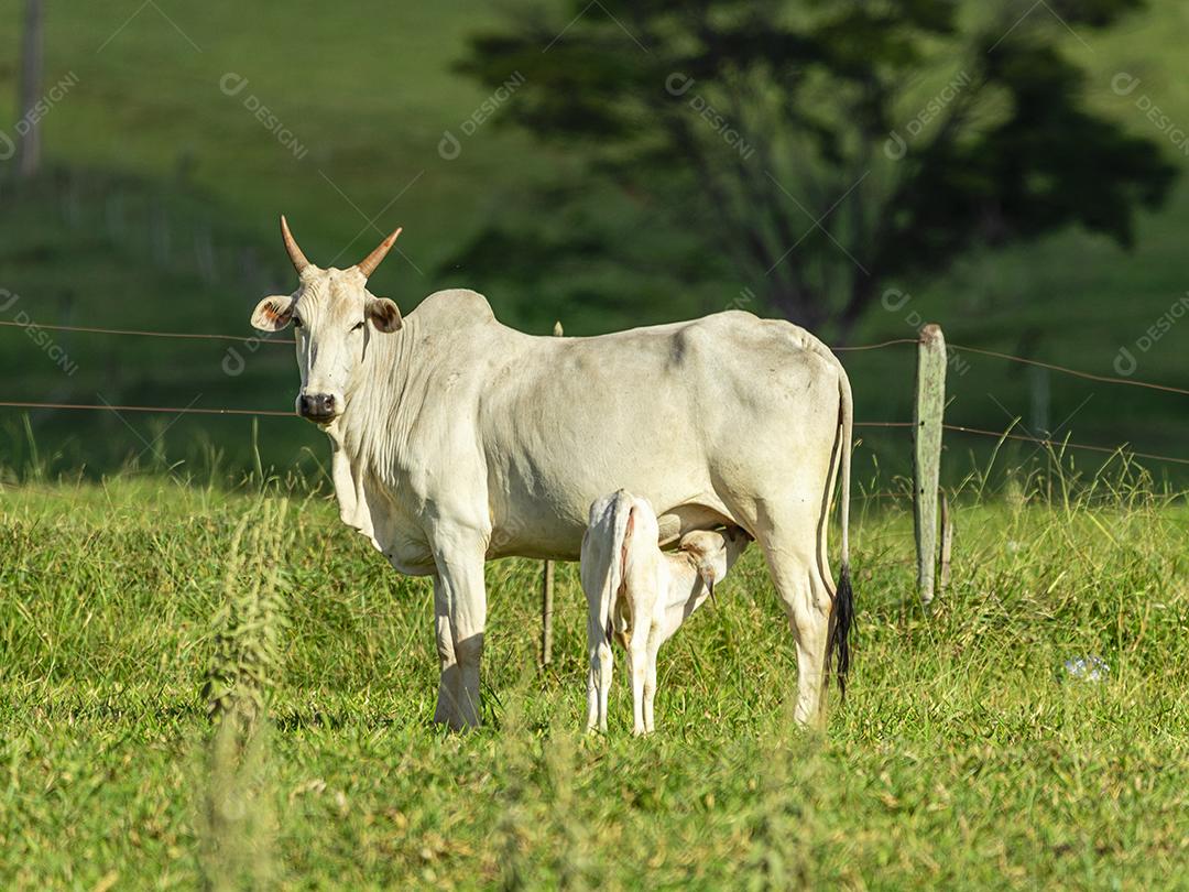Vaca amamentando bezerro no gramado em um dia ensolarado Imagem JPG