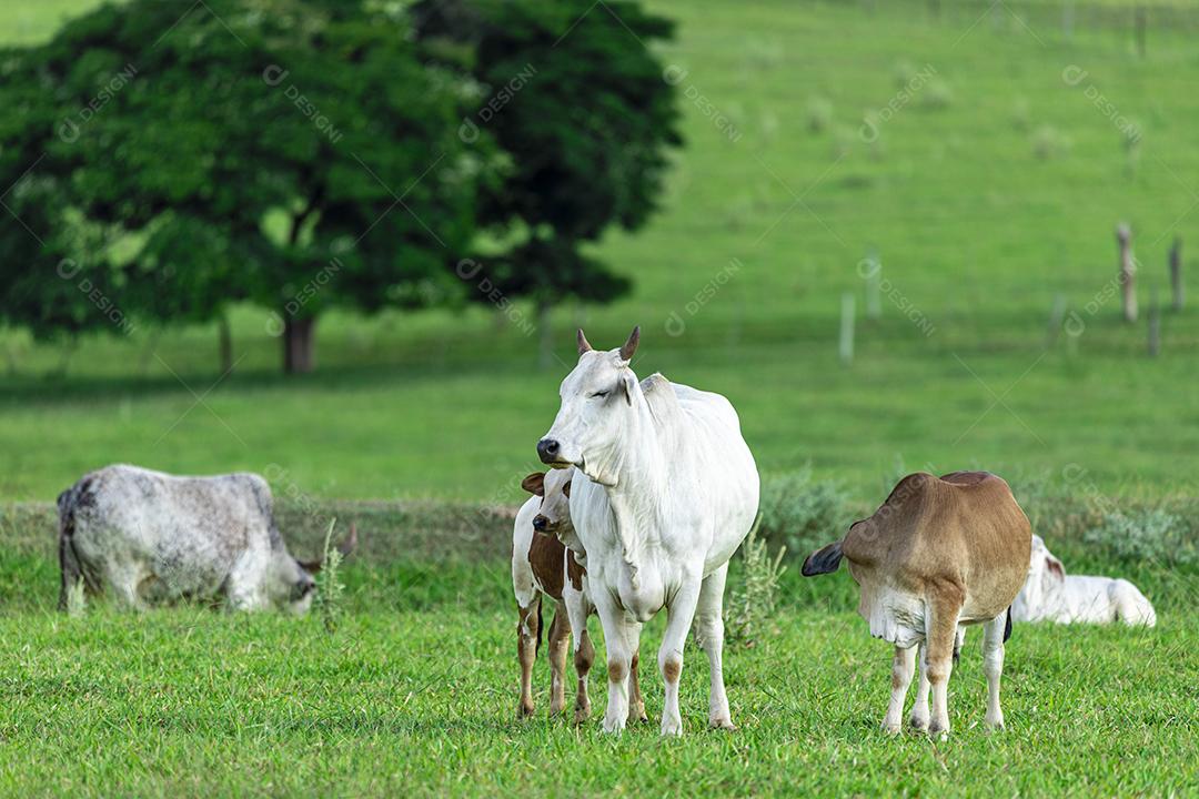 Vaca amamentando bezerro no gramado em um dia ensolarado Imagem JPG