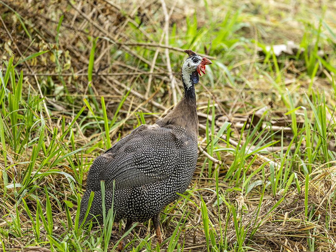 Galinha Angola andando no gramado da fazenda Imagem JPG