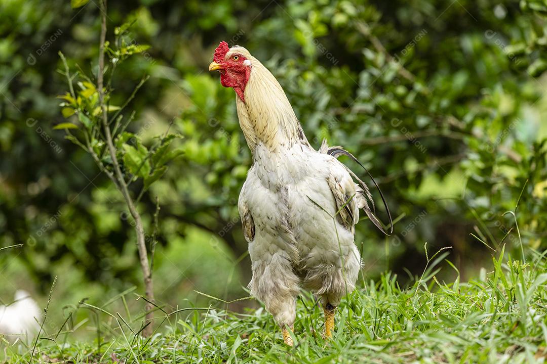 Frango ao ar livre em uma granja tradicional Imagem JPG