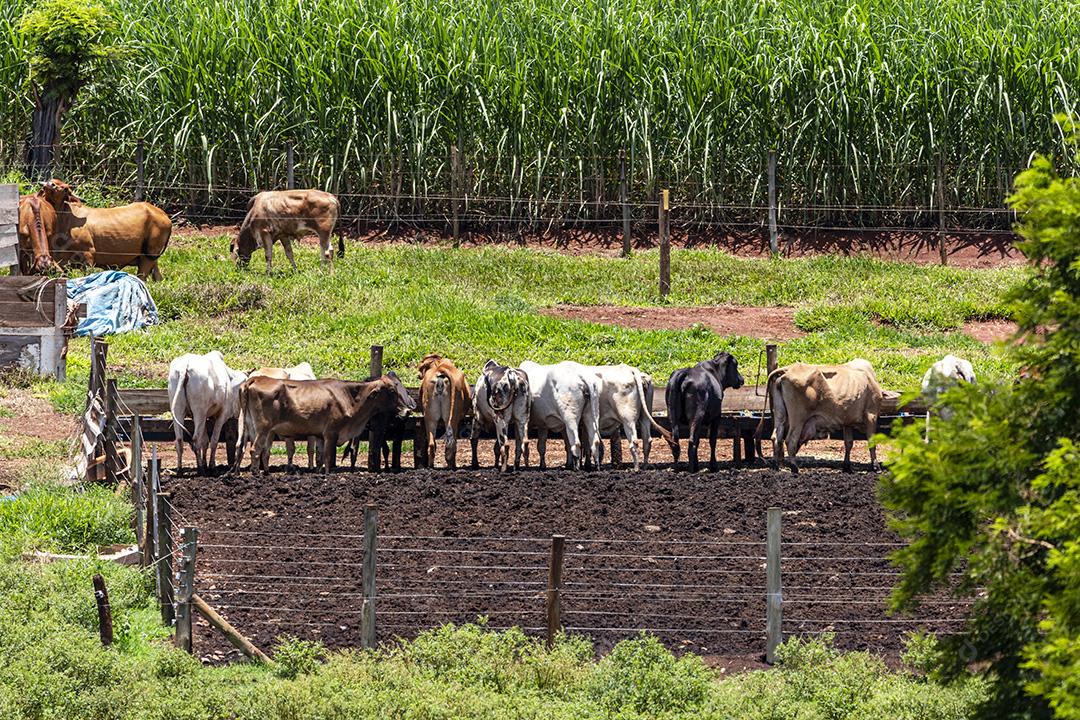 Gado animal curral fazenda bovino Imagem JPG