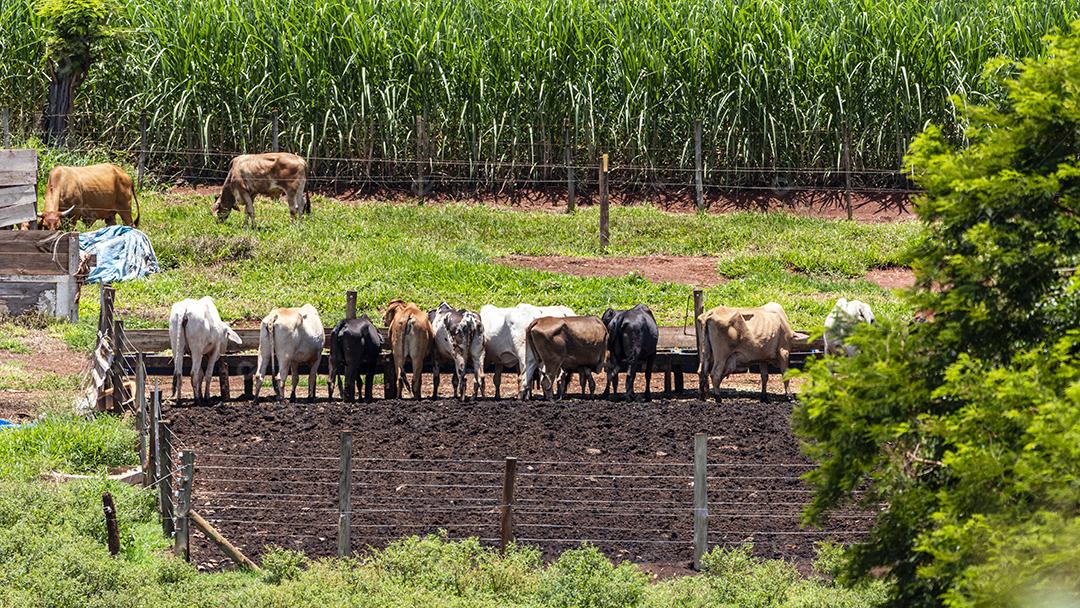 Gado animal curral fazenda bovino Imagem JPG