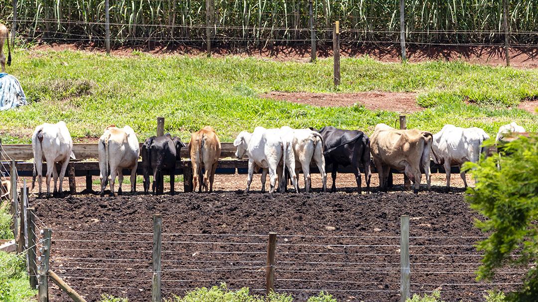 Gado animal curral fazenda bovino Imagem JPG