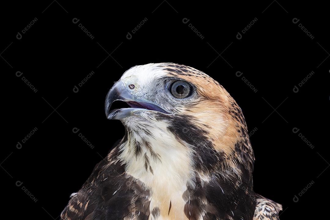 Fotos O gavião-de-cauda-branca (Geranoaetus albicaudatus) é uma grande ave de rapina