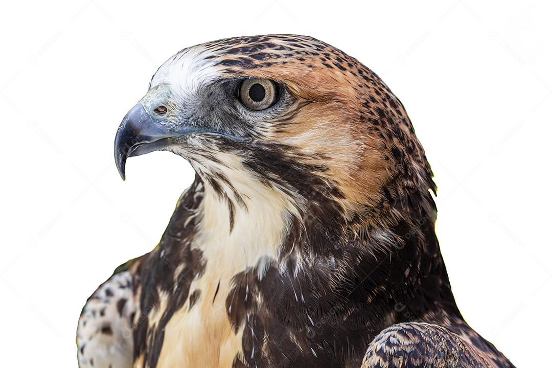 Fotos O gavião-de-cauda-branca (Geranoaetus albicaudatus) é uma grande ave de rapina