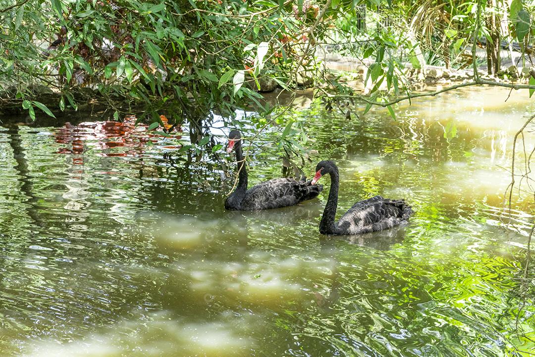 Black swan swimming calmly through the calm waters of the lake Image JPG