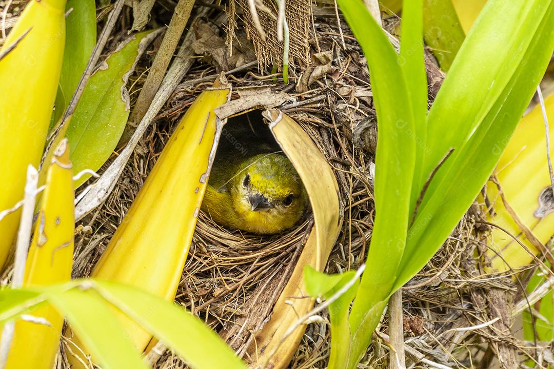 Passaro aves fim fim ninho de um passaro Imagem JPG