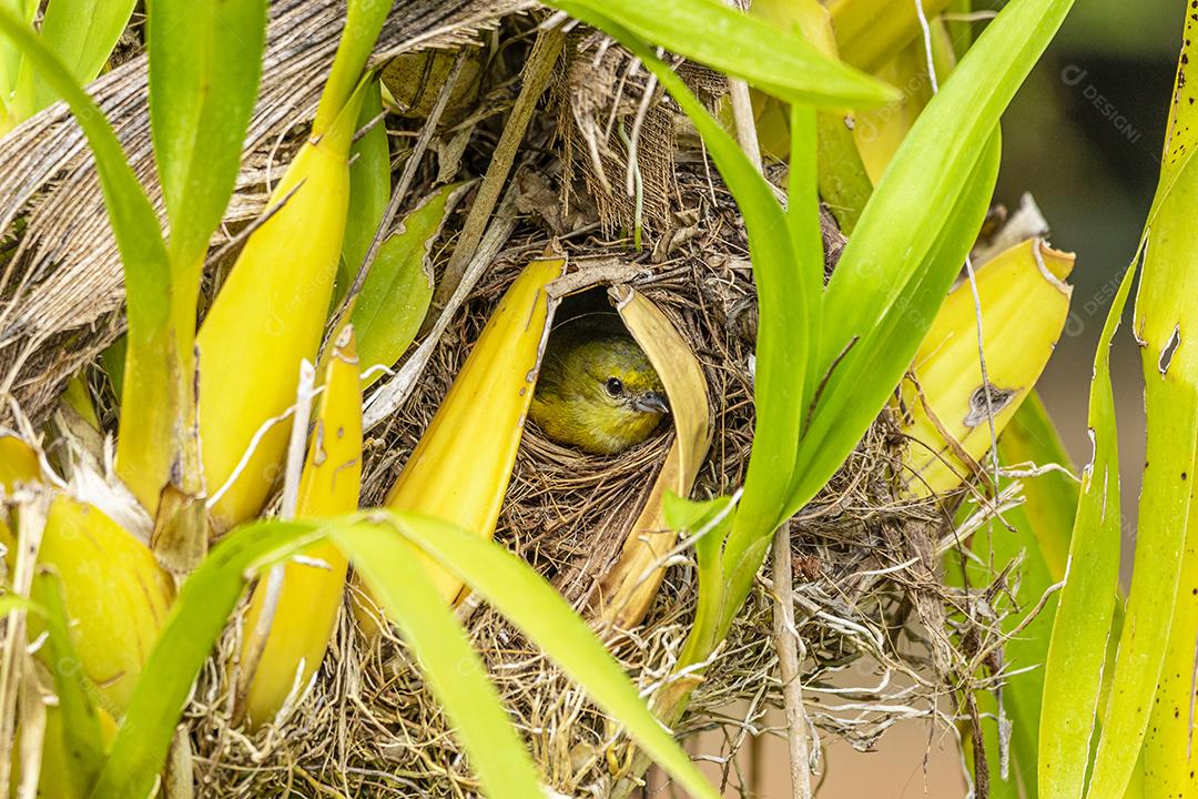 Passaro aves fim fim ninho de um passaro Imagem JPG