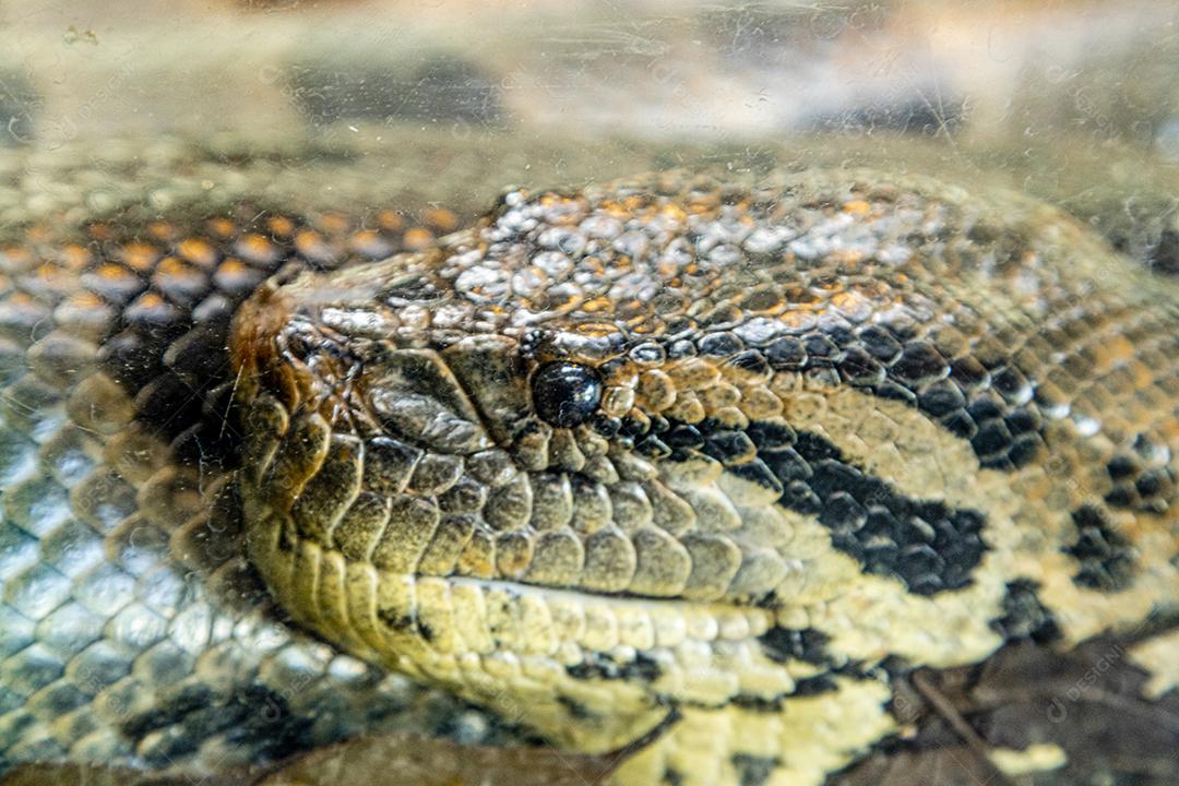 Cobra sucuri verde Imagem JPG