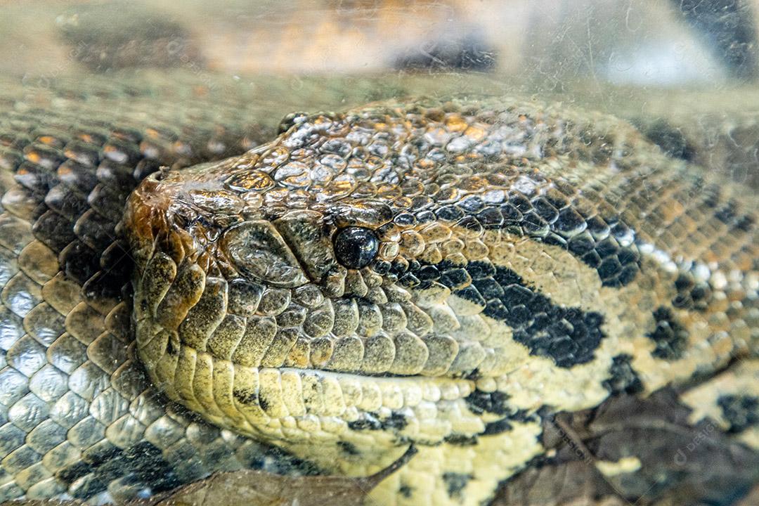 Animal cobra sucuri-verde Imagem JPG