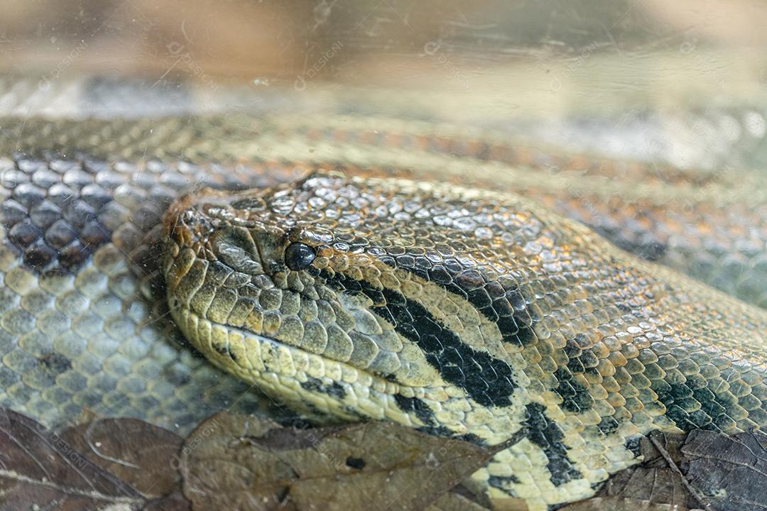 Cobra sucuri verde sepente Imagem JPG