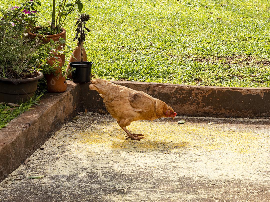 Galinha caipira (Gallus gallus domesticus) comendo milho moído no jardim Imagem JPG