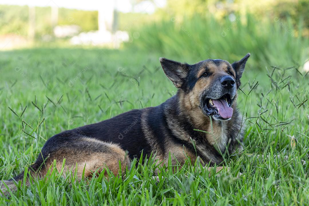 Lindo cão pastor alemão idoso descansando na grama Imagem JPG