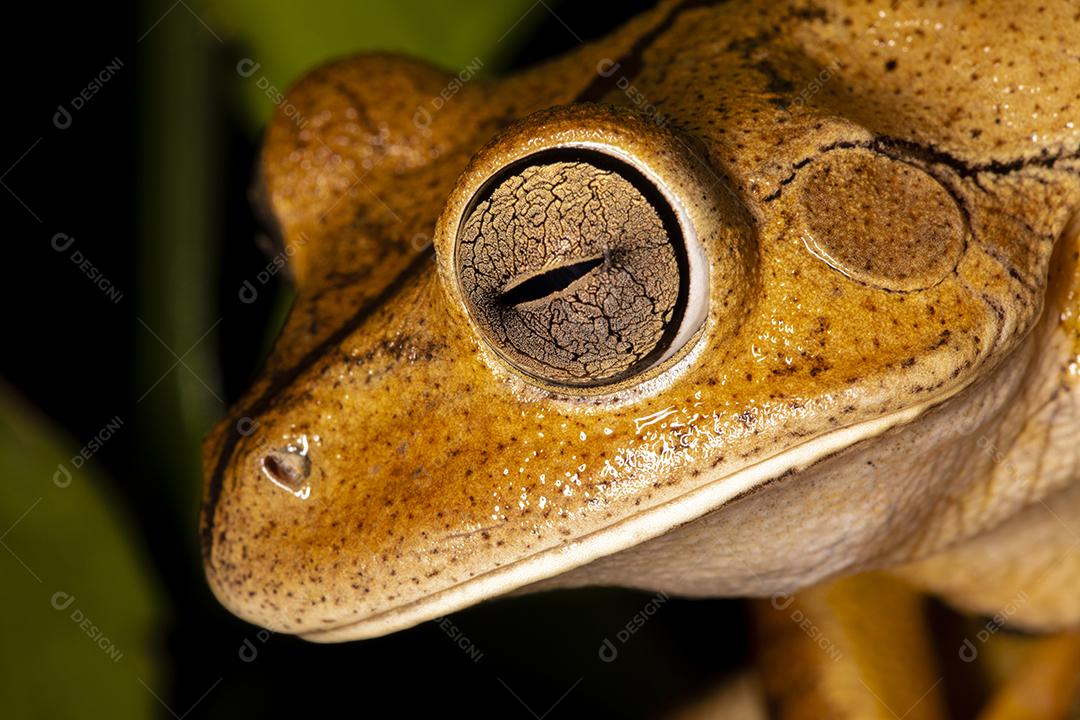 Fotos sapo ferreiro sapo ferreiro (Hypsiboas faber Boana faber) espécie de sapo