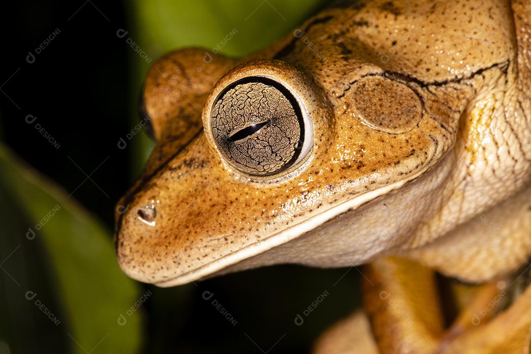 Fotos sapo ferreiro sapo ferreiro (Hypsiboas faber Boana faber) espécie de sapo