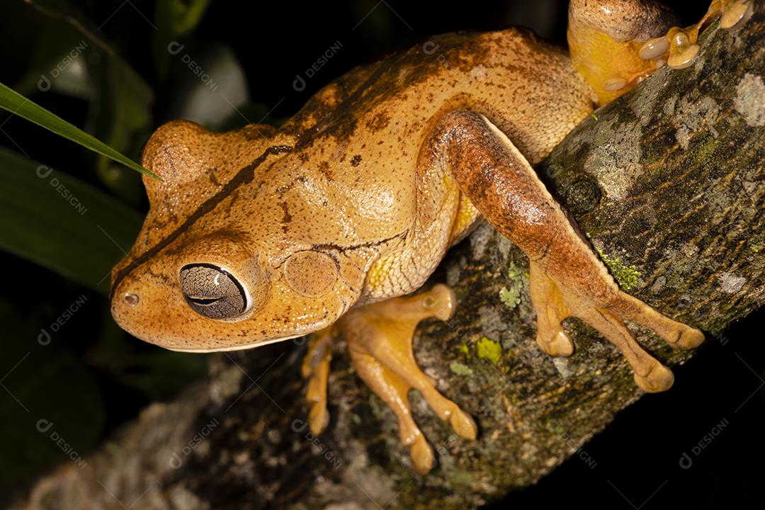 Fotos sapo ferreiro sapo ferreiro (Hypsiboas faber Boana faber) espécie de sapo