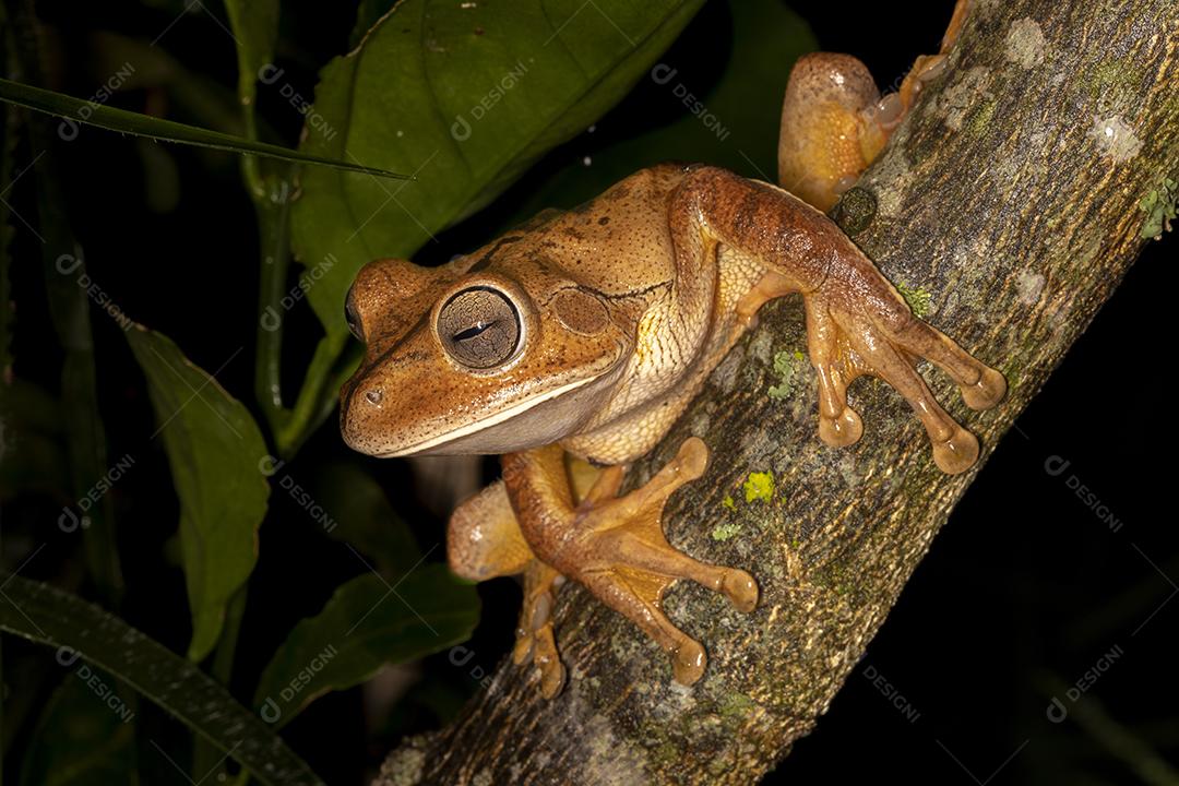 Fotos sapo ferreiro sapo ferreiro (Hypsiboas faber Boana faber) espécie de sapo