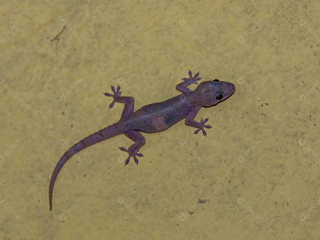 Gecko doméstico andando na parede da casa Imagem JPG