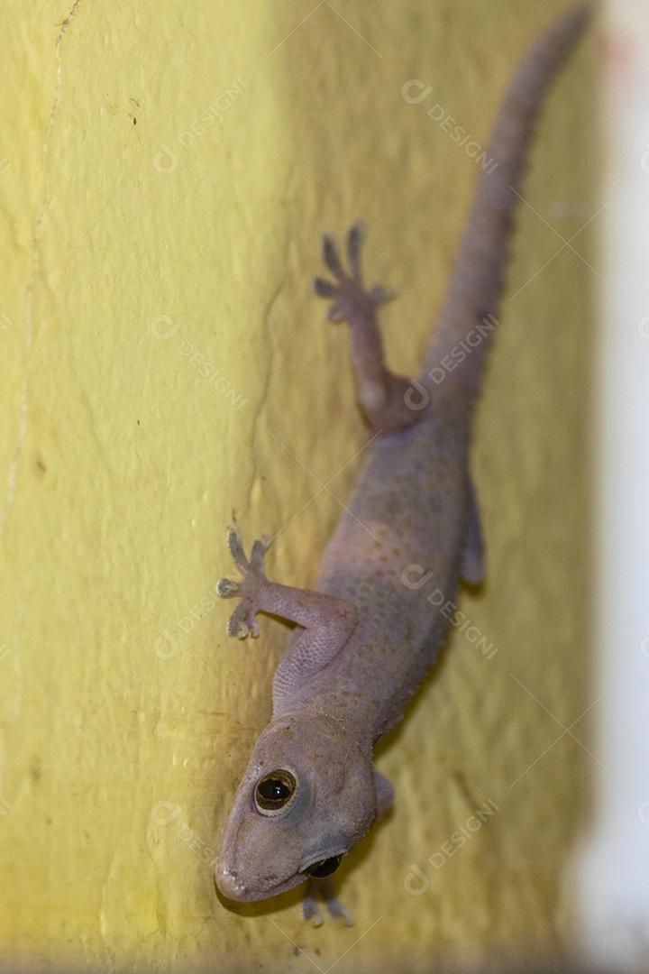 Gecko doméstico andando na parede da casa Imagem JPG