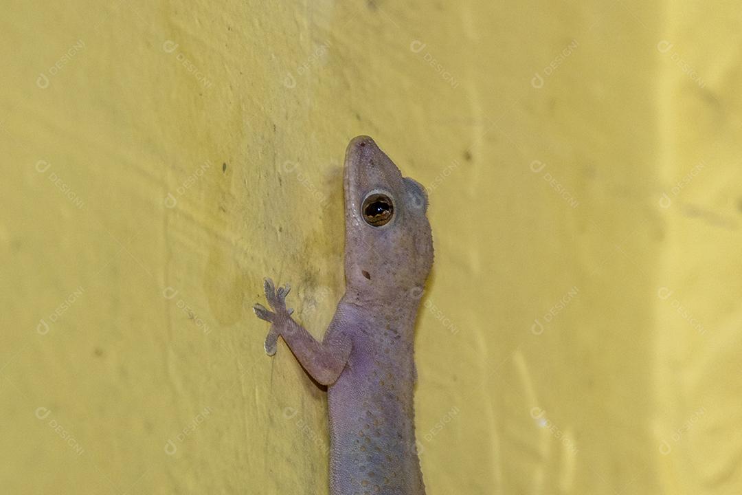 Gecko doméstico andando na parede da casa Imagem JPG