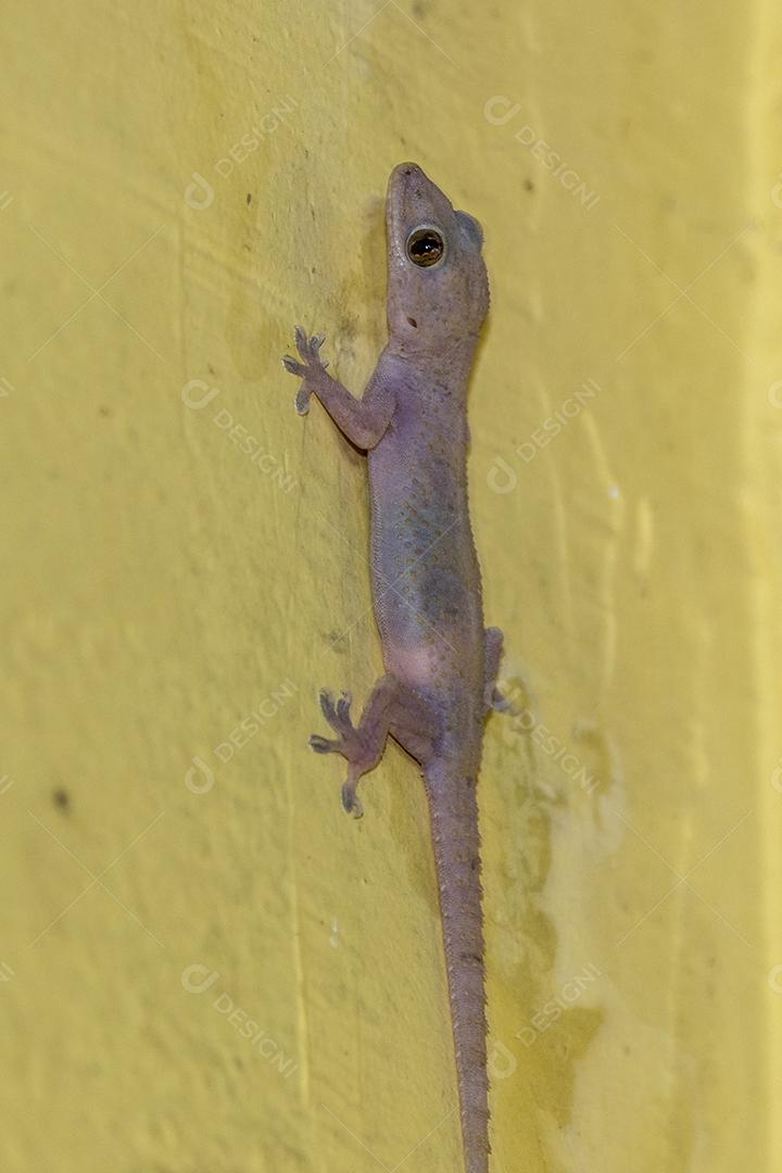 Gecko doméstico andando na parede da casa Imagem JPG