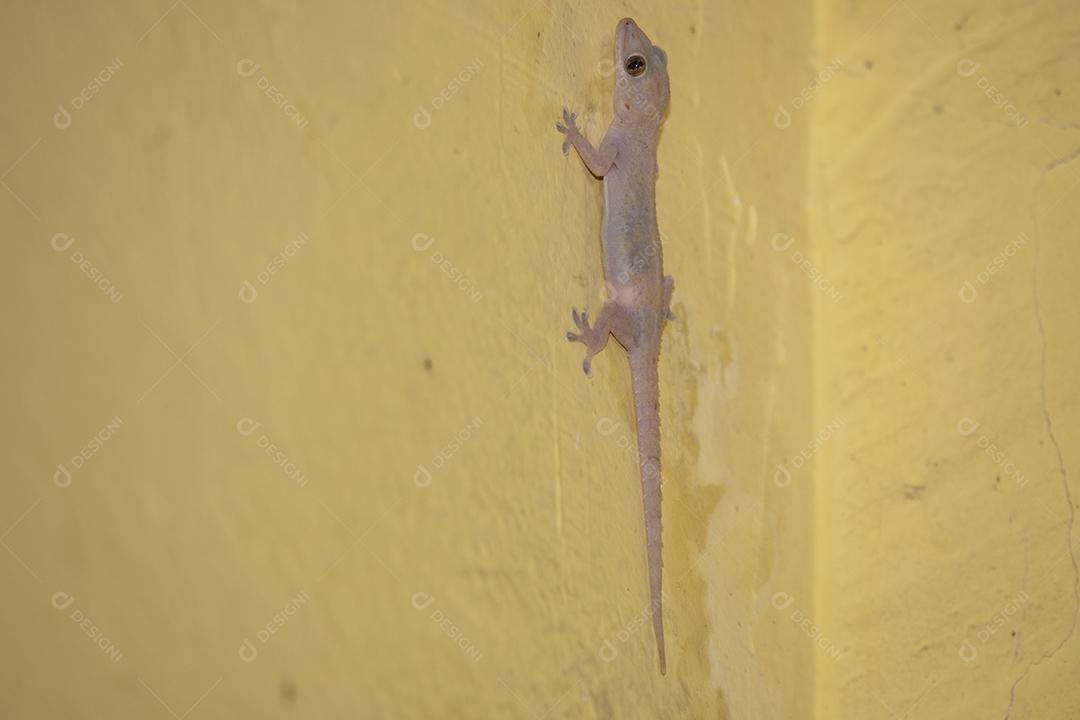 Gecko doméstico andando na parede da casa Imagem JPG