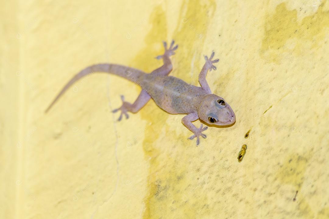 Gecko doméstico andando na parede da casa Imagem JPG