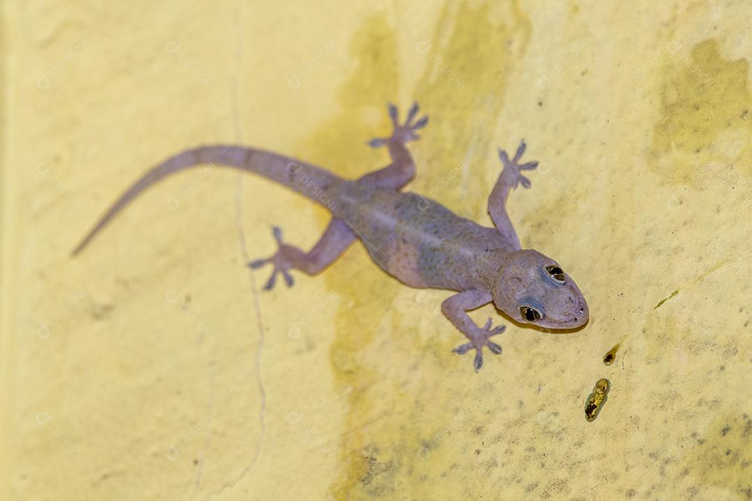 Gecko doméstico andando na parede da casa Imagem JPG