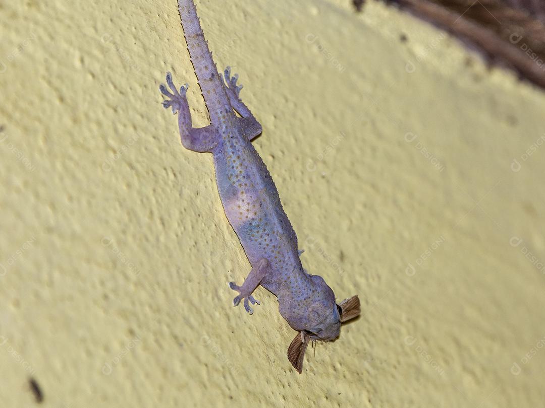 Gecko doméstico andando na parede da casa Imagem JPG