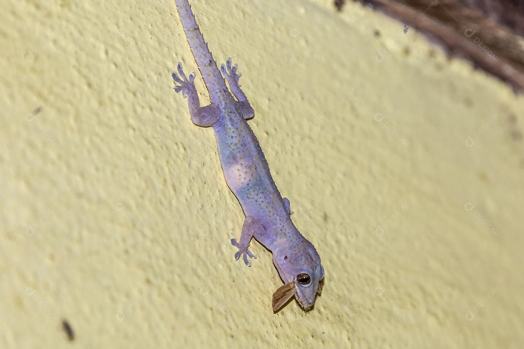 Gecko doméstico andando na parede da casa Imagem JPG