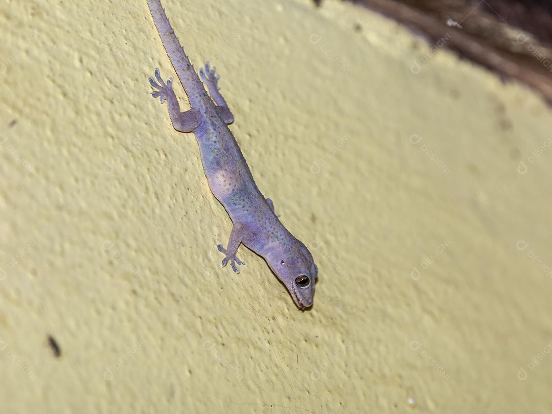 Gecko doméstico andando na parede da casa Imagem JPG