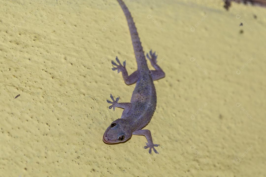 Gecko doméstico andando na parede da casa Imagem JPG