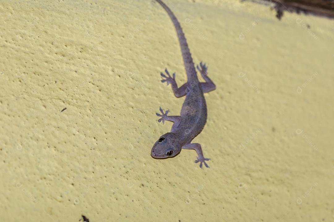 Gecko doméstico andando na parede da casa Imagem JPG