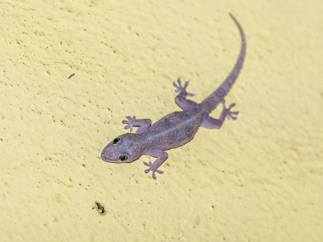 Gecko doméstico andando na parede da casa Imagem JPG