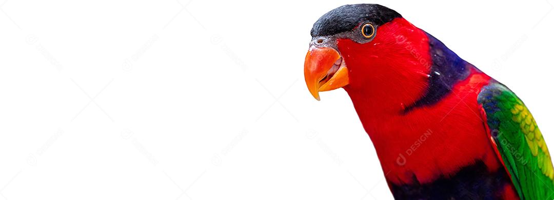 Lorius lory posando para fotos com fundo branco Imagem JPG