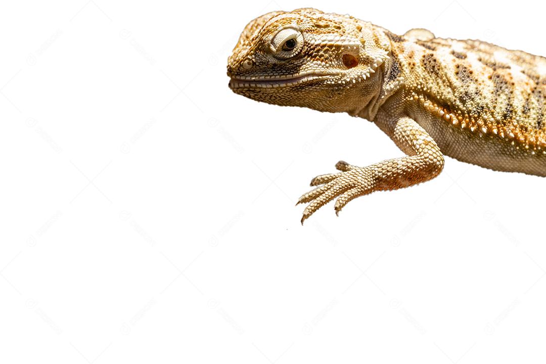 Pogona vitticeps, o dragão barbudo central (ou interior), é uma espécie de lagarto Imagem JPG