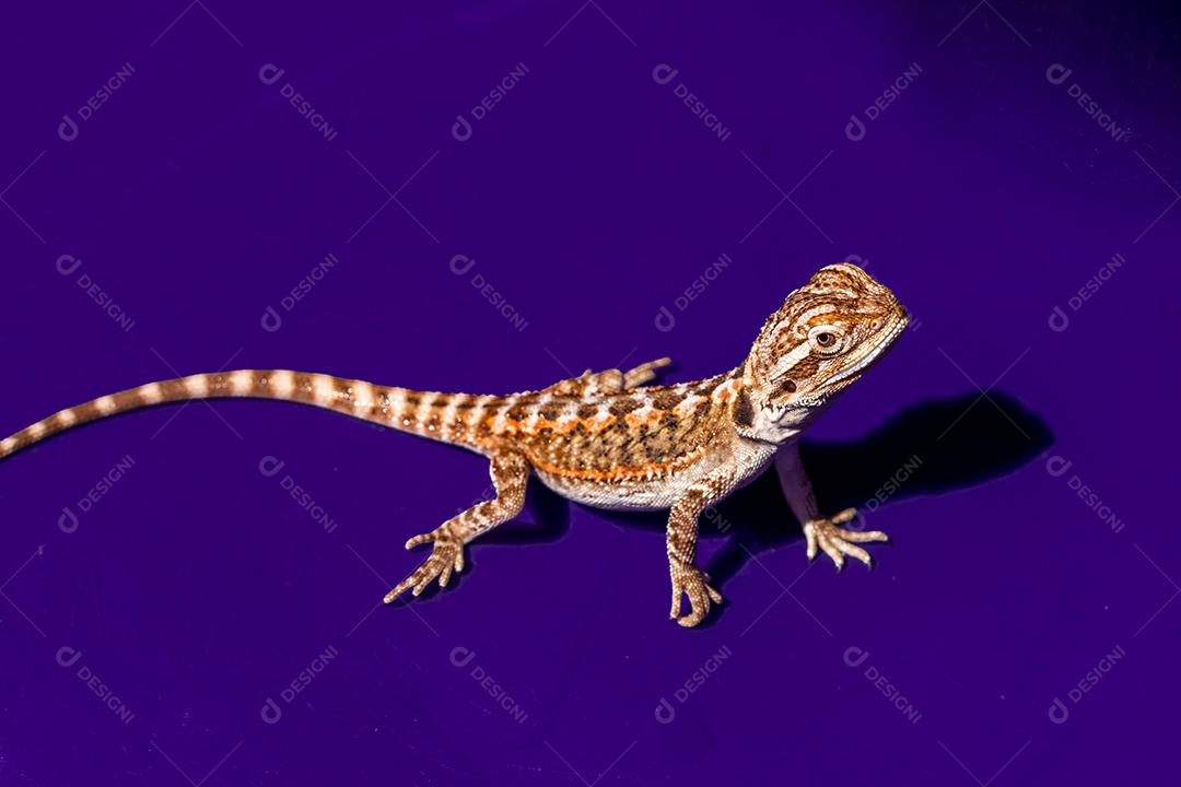 Pogona vitticeps, o dragão barbudo central (ou interior), é uma espécie de lagarto Imagem JPG