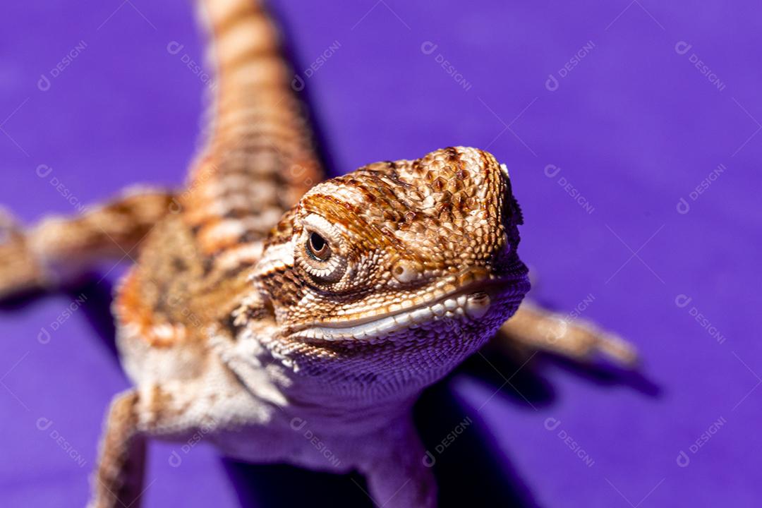 Pogona vitticeps, o dragão barbudo central (ou interior), é uma espécie de lagarto Imagem JPG